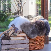 Piele de miel